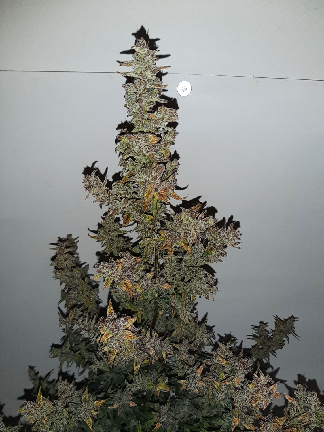 Xmas Tree Automatic / Club Riot Seeds strain info GrowDiaries