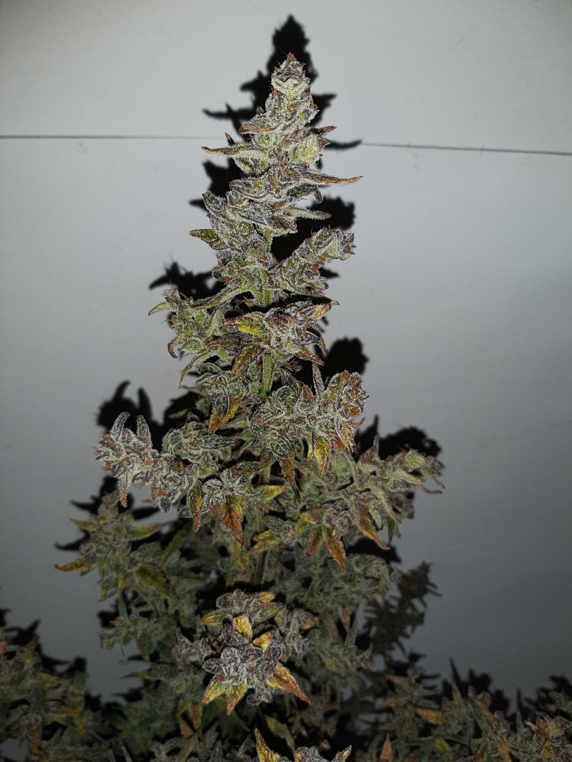 Xmas Tree Automatic Strain Info / Xmas Tree Automatic Weed By Club Riot