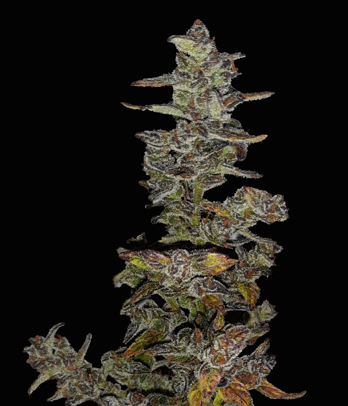 Xmas Tree Automatic Strain Info / Xmas Tree Automatic Weed By Club Riot