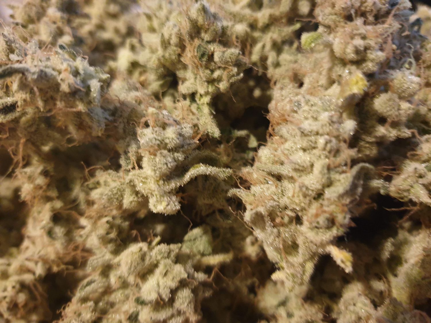 Cookies USA Strain Info / Cookies USA Weed By Pyramid Seeds GrowDiaries