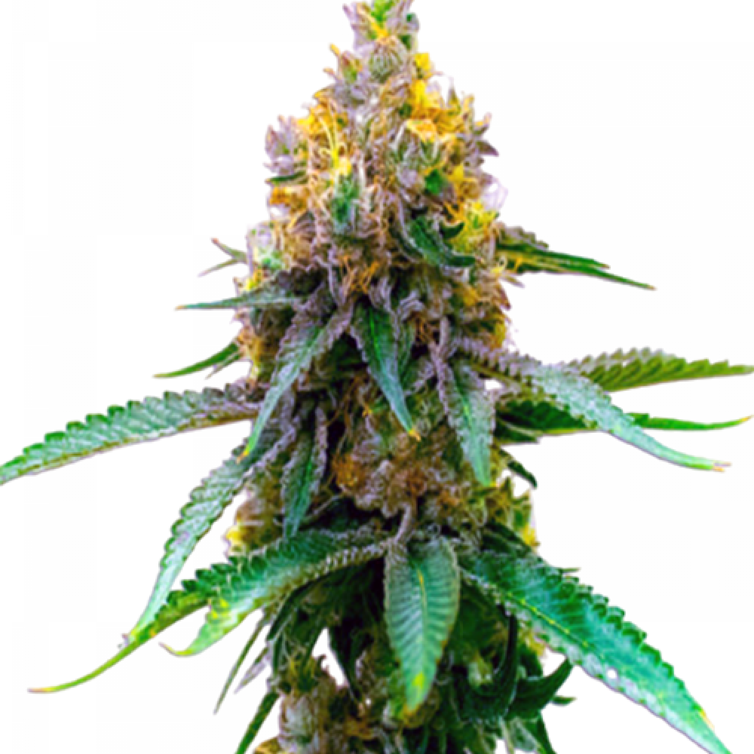 Girl Scout Cookies Autoflower Strain Info / Girl Scout Cookies Autoflower Weed By Crop King