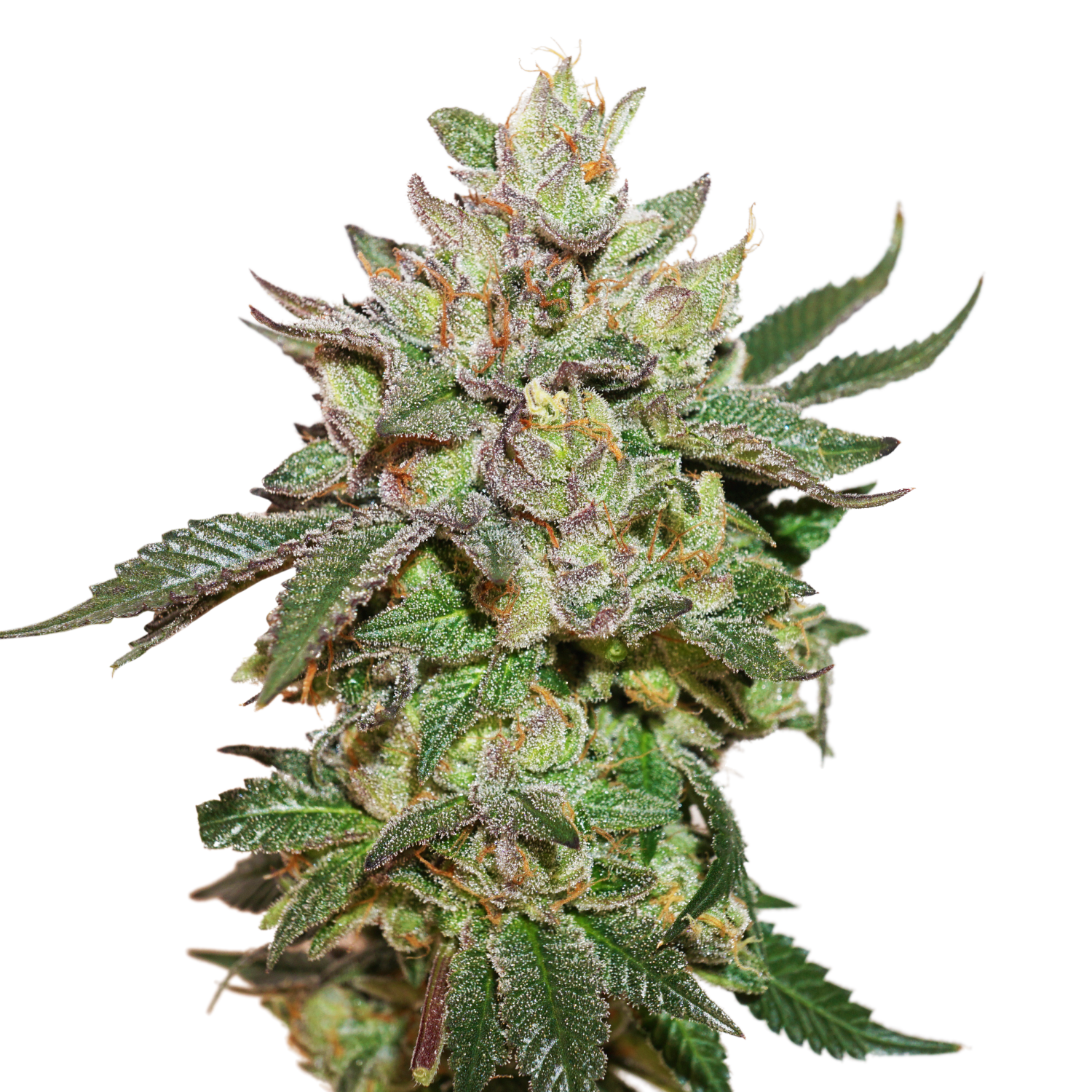 Wedding Cake Strain - Hybrid Cannabis Video, CBD, Terpenes : Hytiva