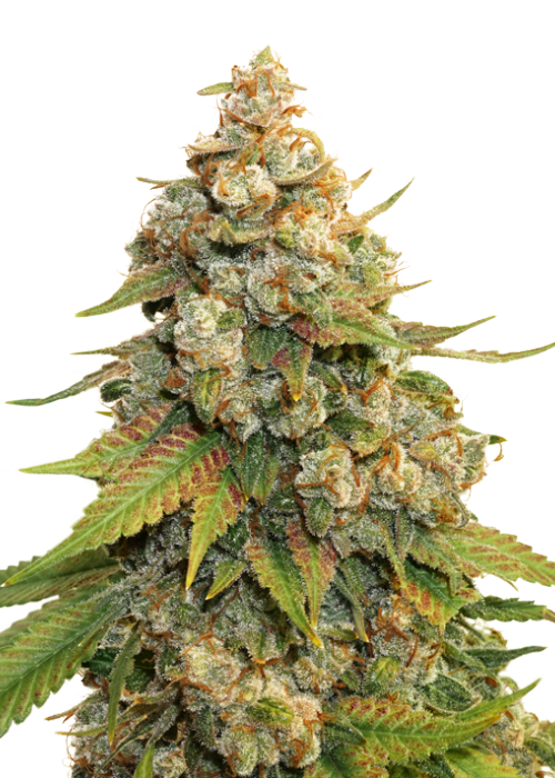 Santa Marta Haze Autoflower / Seedstockers strain info - GrowDiaries