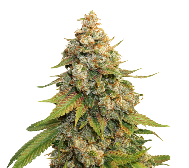 Golden Lemon Haze Strain Info / Golden Lemon Haze Weed By Seedstockers