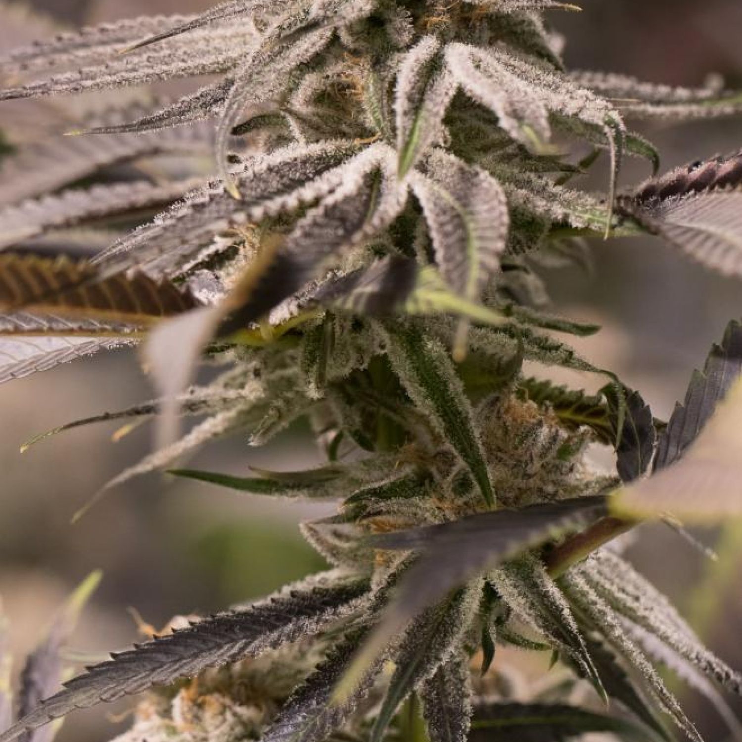 Passion Fruit Punch Strain Info / Passion Fruit Punch Weed By Humboldt