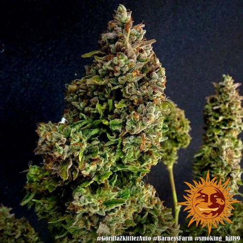 Zkittlez auto авто