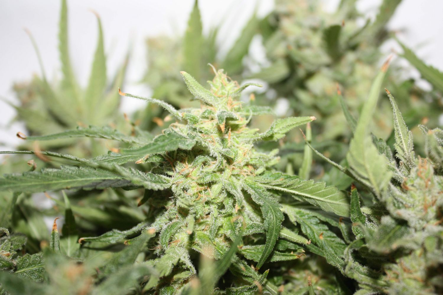High CBD Sugar Black Rose marijuana feminized for experience growers