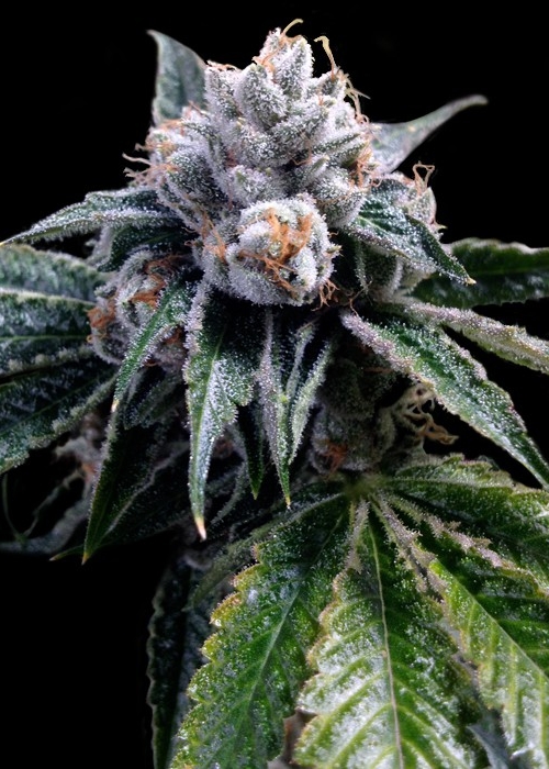 growdiaries