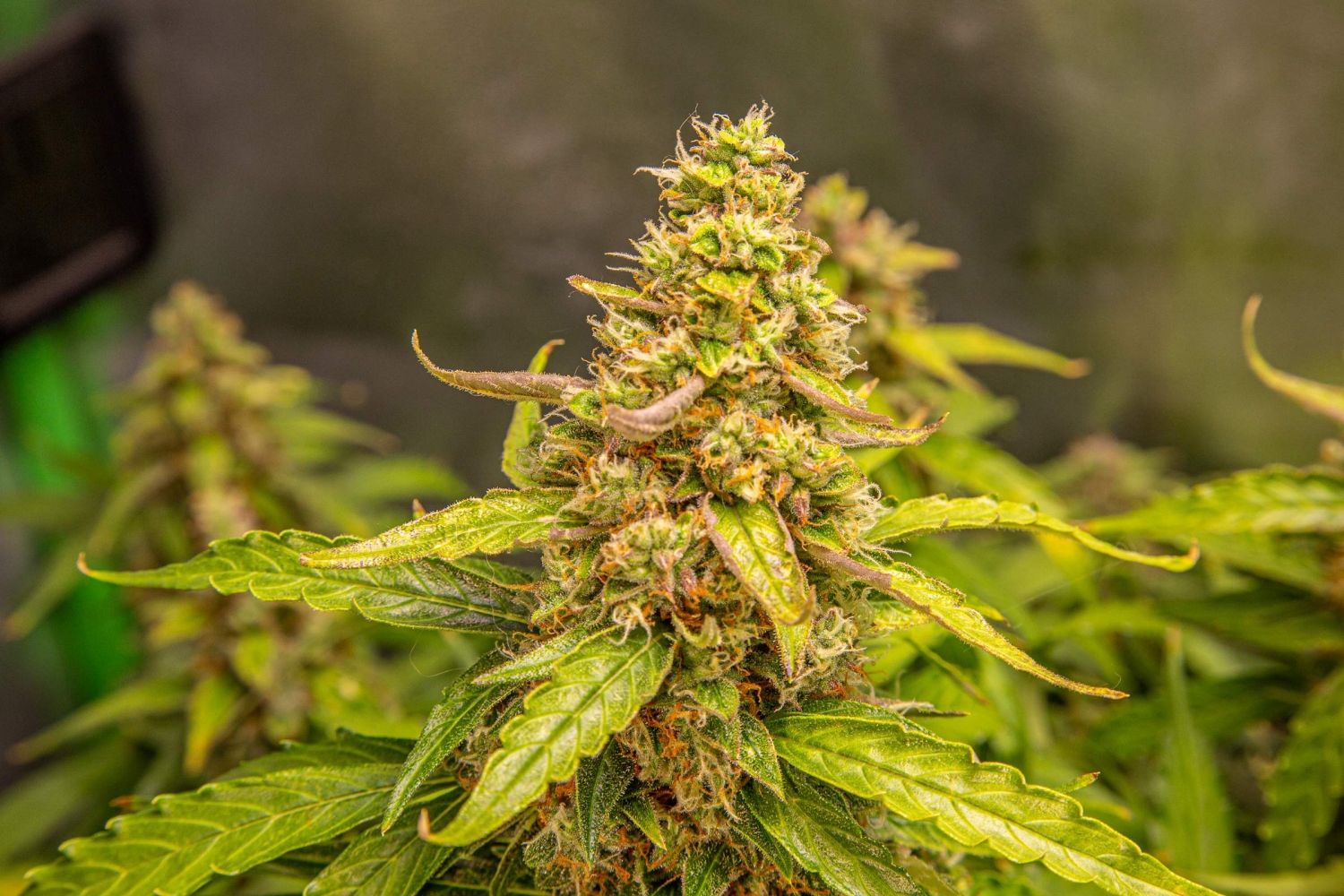 Auto Zkittlez / Dr. Seeds strain info GrowDiaries