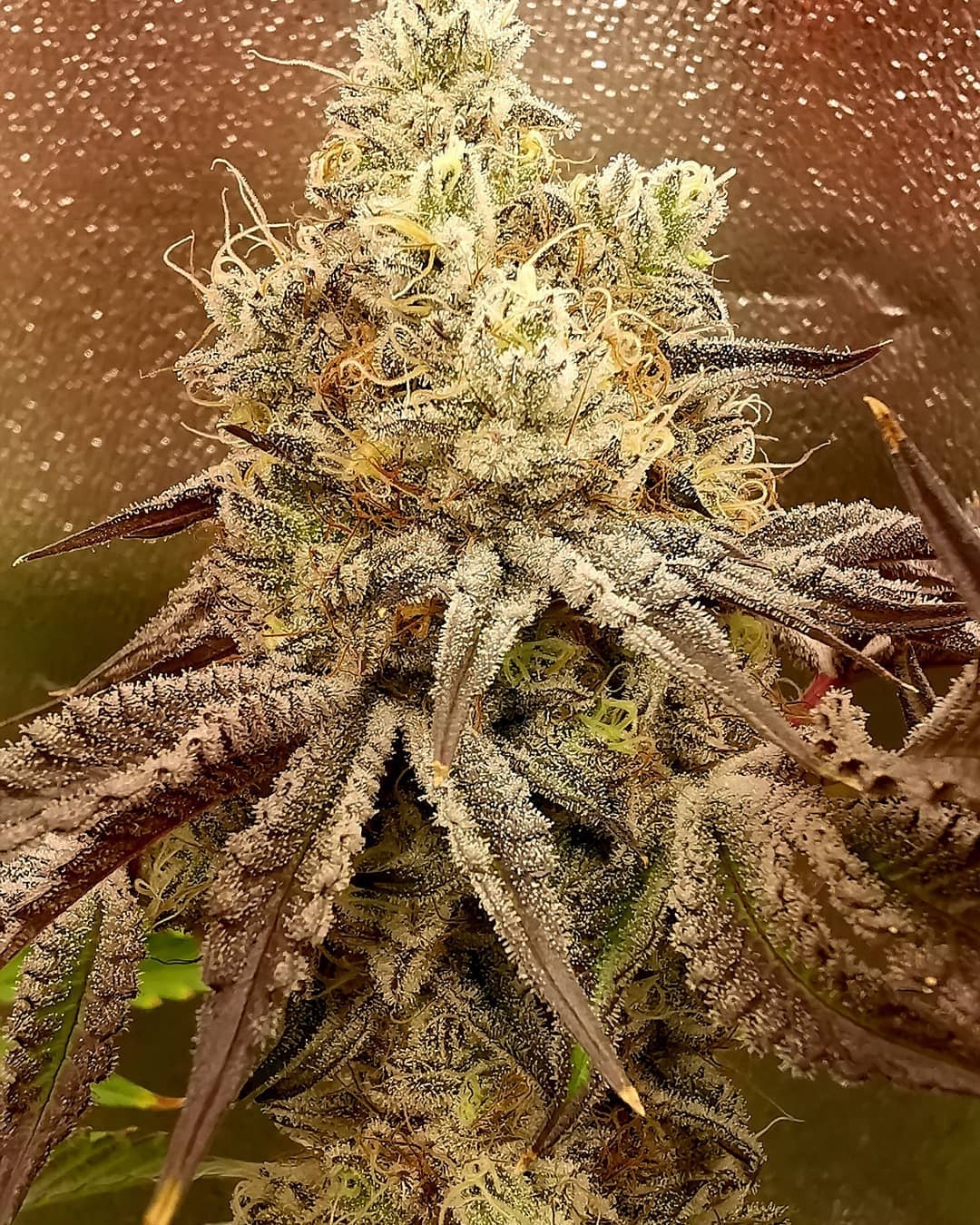 Ethos Cookies R2 / ETHOS Genetics strain info - GrowDiaries