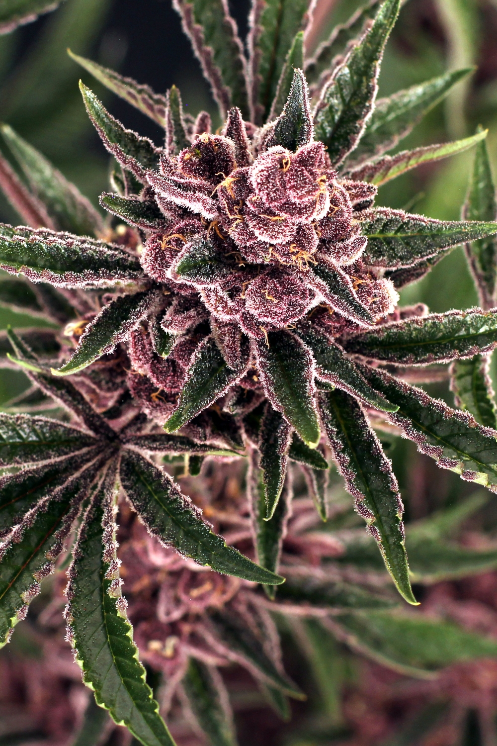 Tropical Fuel Strain Info / Tropical Fuel Weed By Exotic Seed GrowDiaries