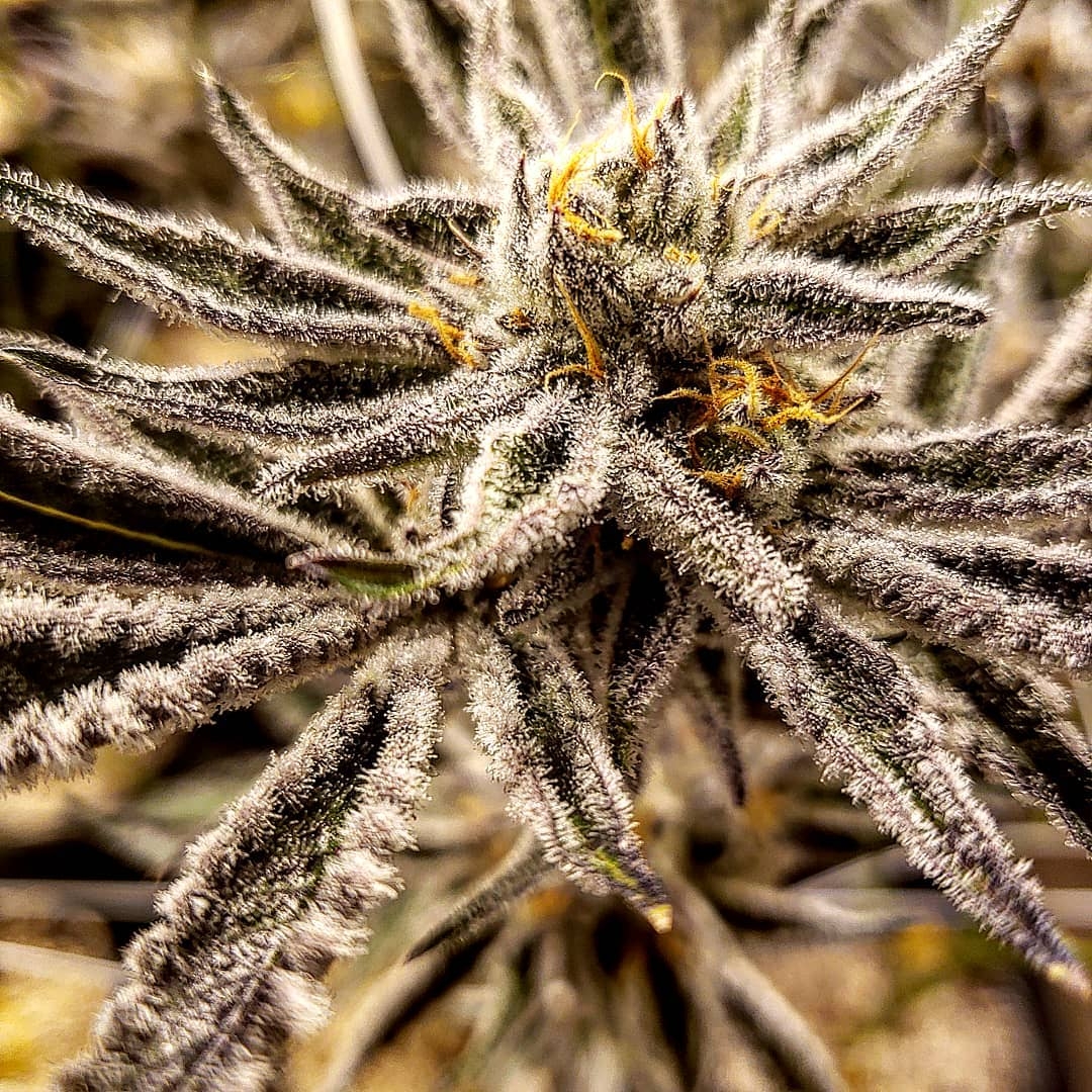 Platinum Jelly Strain Info / Platinum Jelly Weed By In House