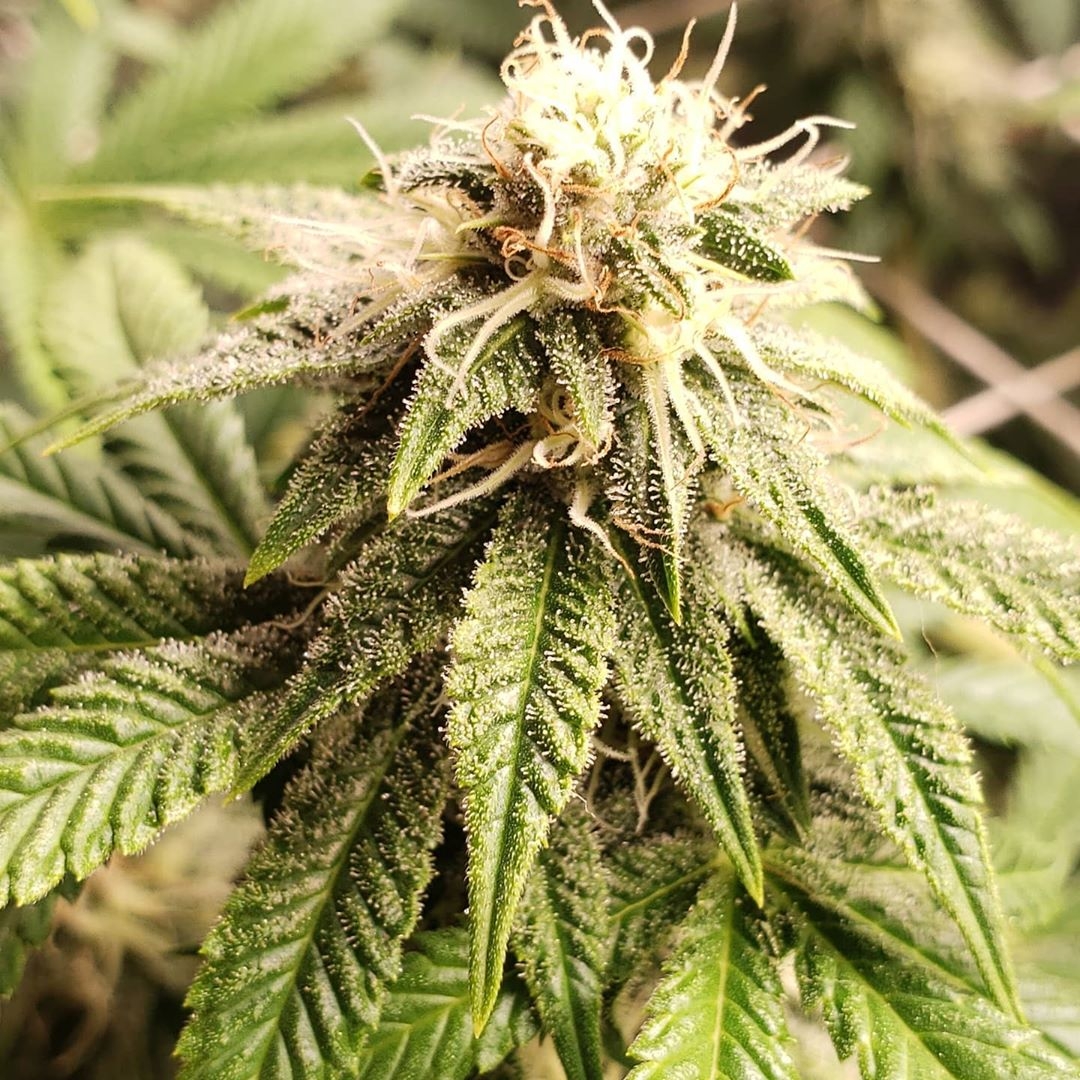 Twisted Helix Strain Info / Twisted Helix Weed By In House