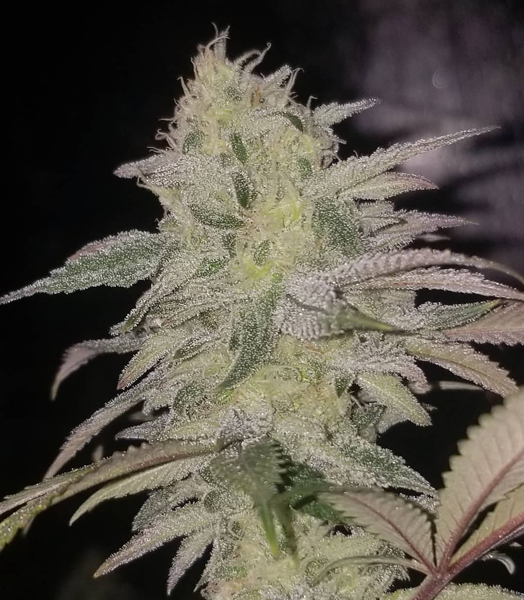 Divine Frost Strain Info / Divine Frost Weed By In House