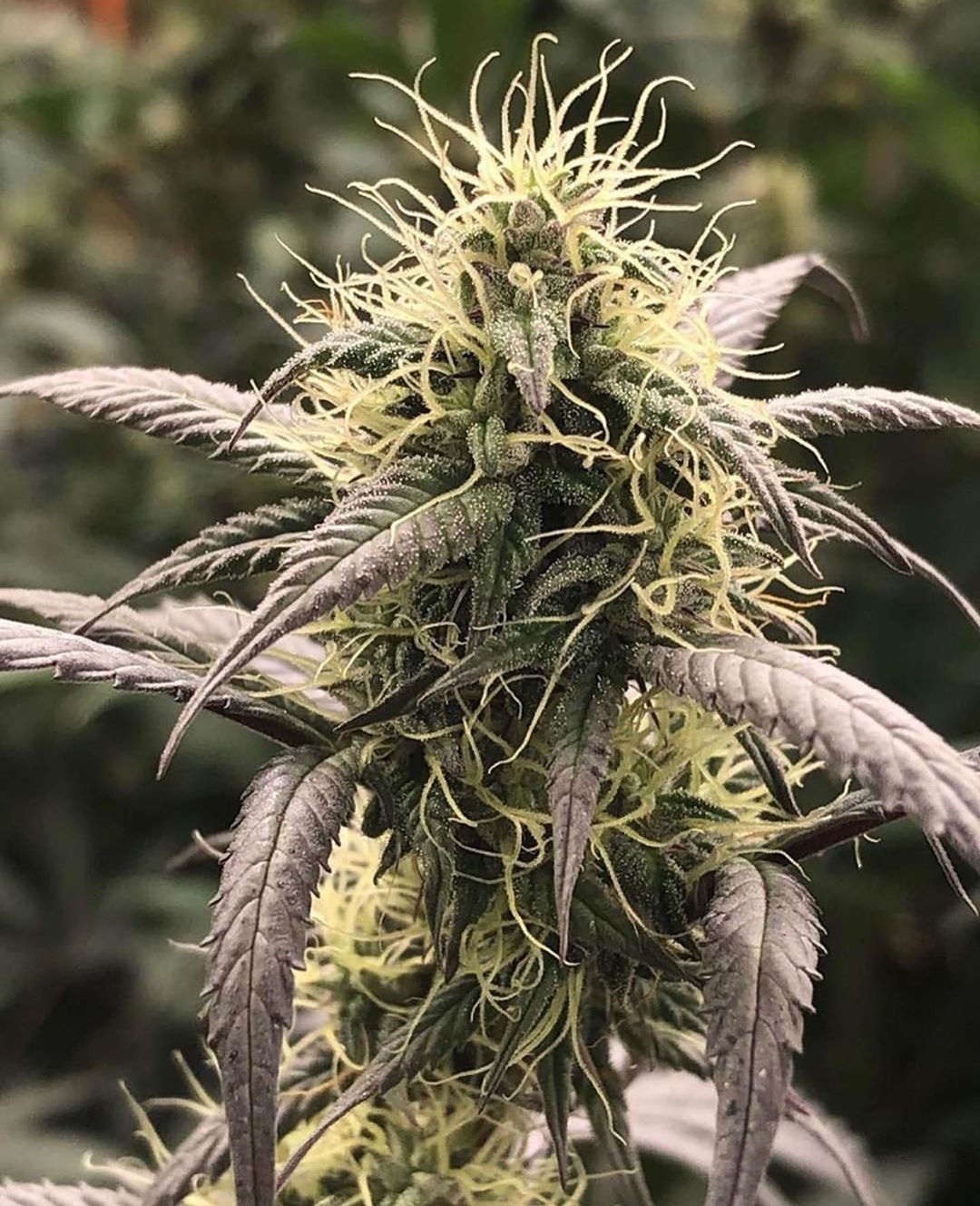 Jelly Sickle Strain Info / Jelly Sickle Weed By In House