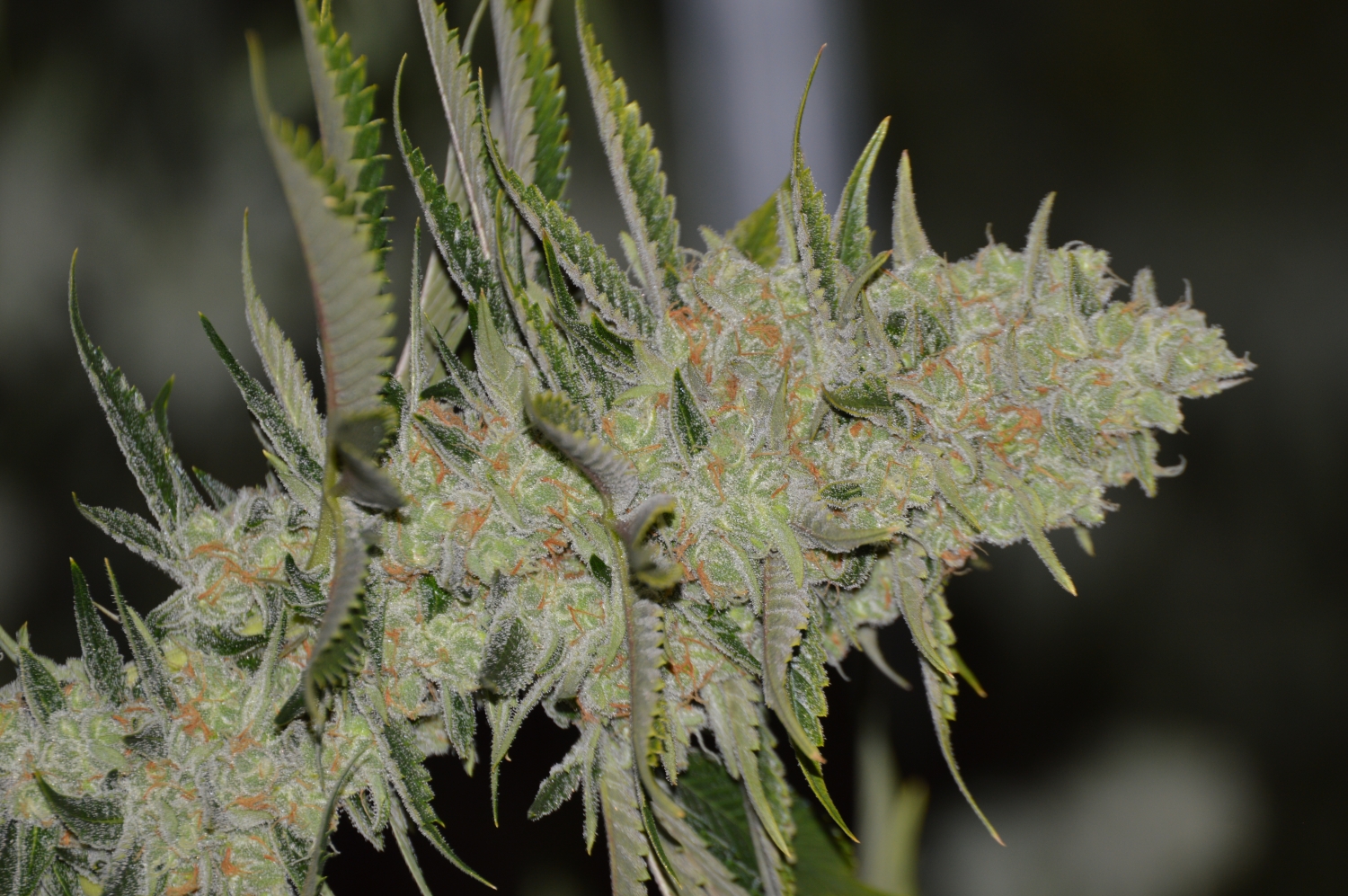 Orange Gasm Strain Info / Orange Gasm Weed By Irie Genetics - GrowDiaries