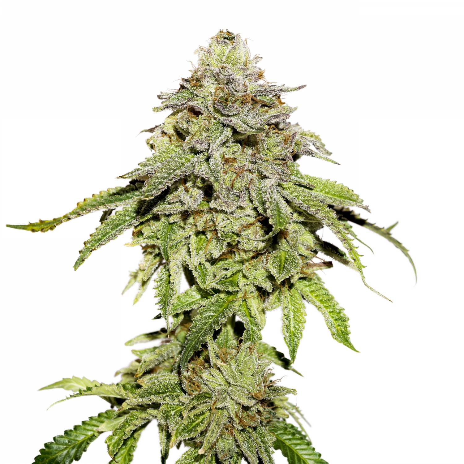 Cookies Fast Strain Info / Cookies Fast Weed By Seedstockers GrowDiaries