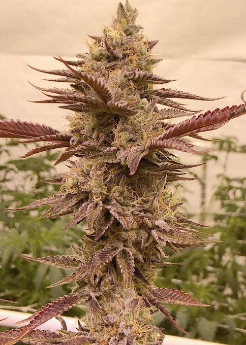 Relentless strains rating GrowDiaries