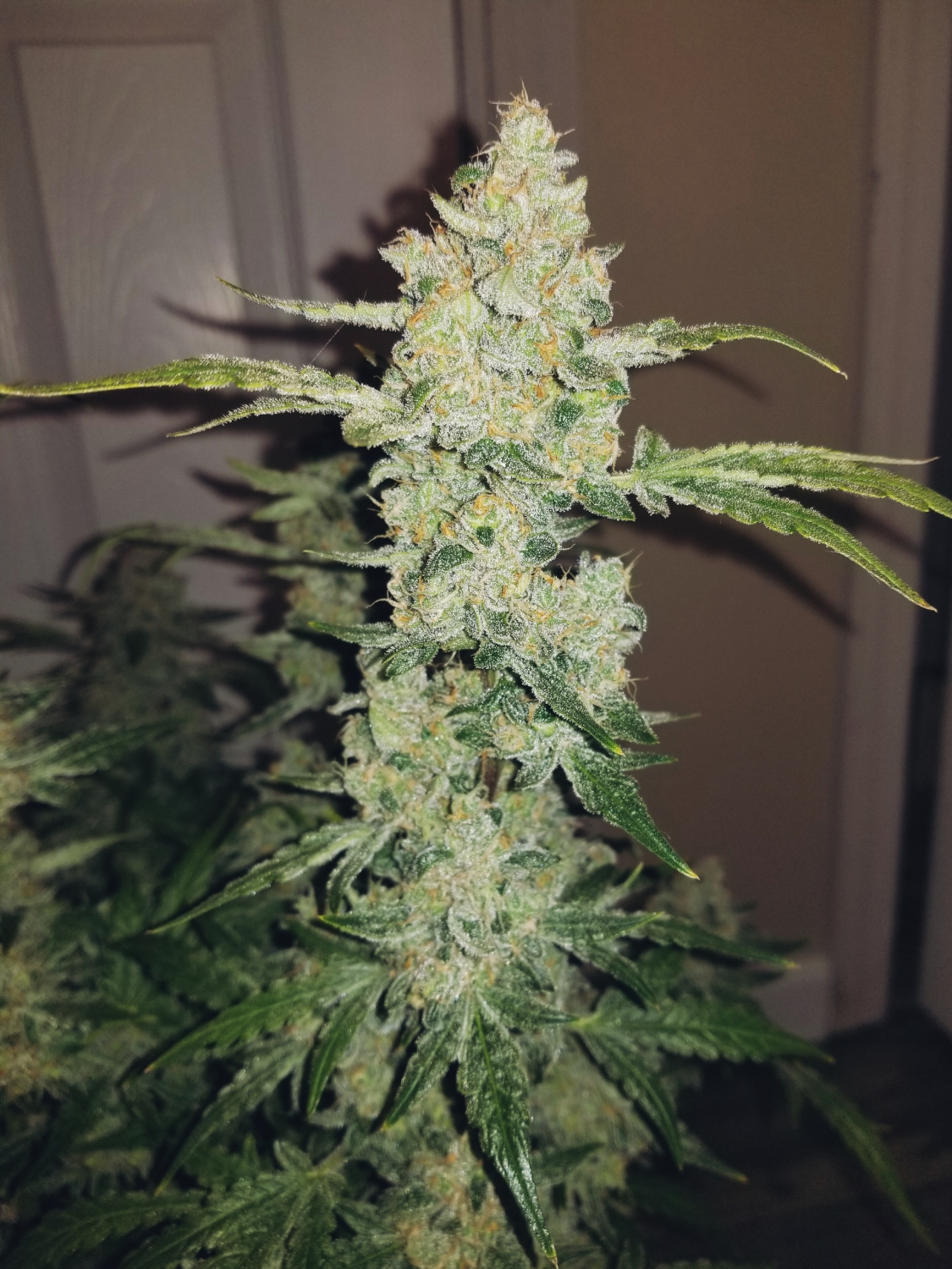 Cookies N Chem Auto V2 Strain Info / Cookies N Chem Auto V2 Weed By Roc