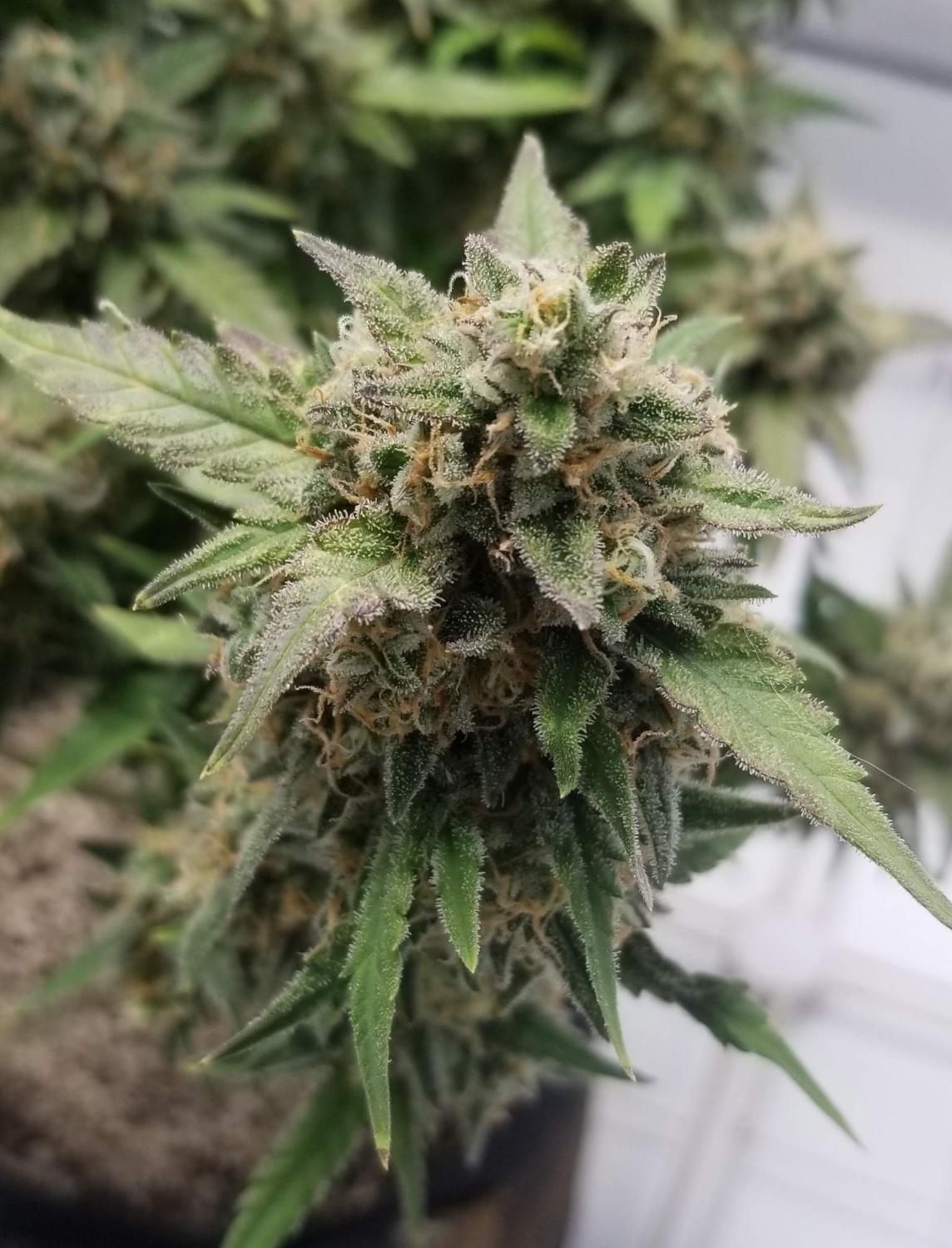Lemon Cream Kush Automatic Strain Info / Lemon Cream Kush Automatic