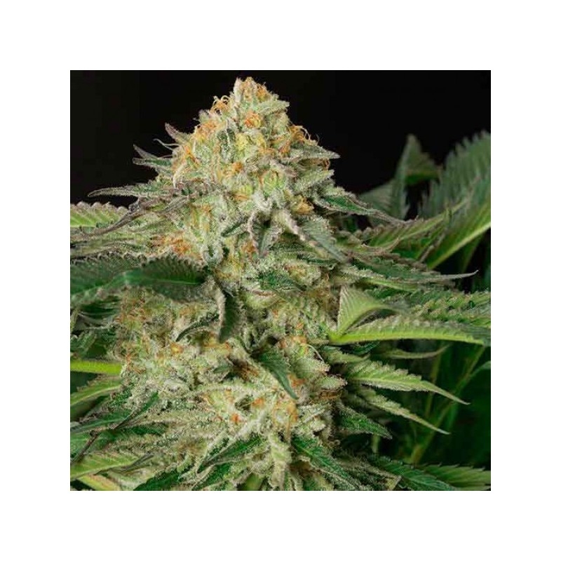 Lemon Garlic Kush Strain Info / Lemon Garlic Kush Weed By Fusion Seeds