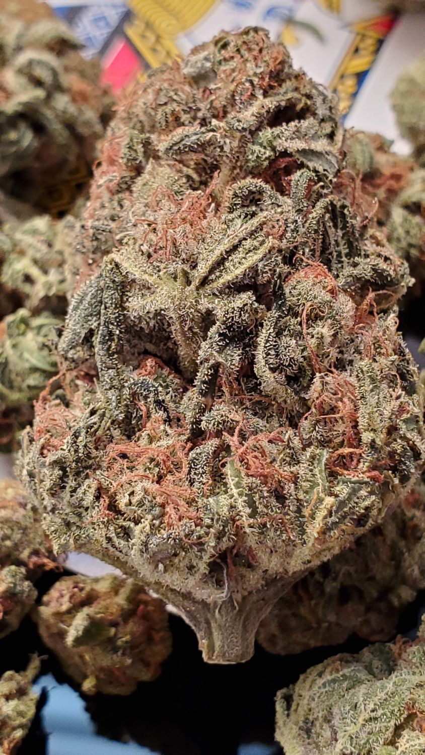 BlackJack Strain Info / BlackJack Weed By Nirvana GrowDiaries