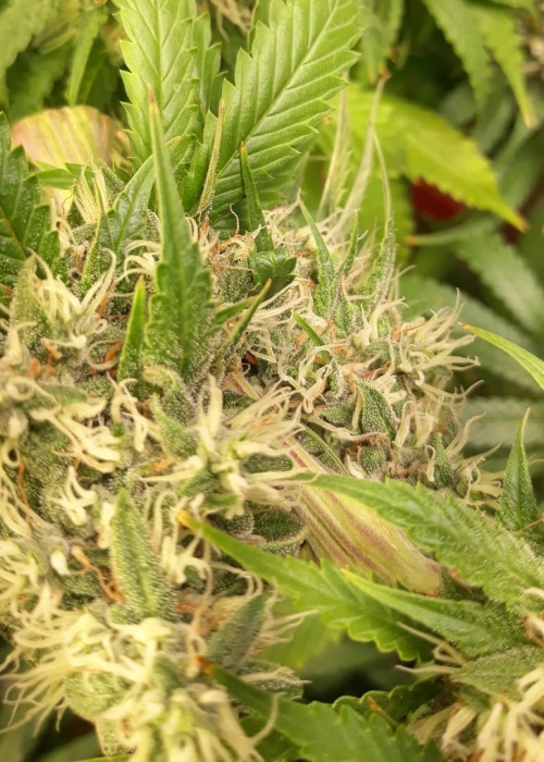 vanilla frosting strain leafly vanilla frosting strain leafly