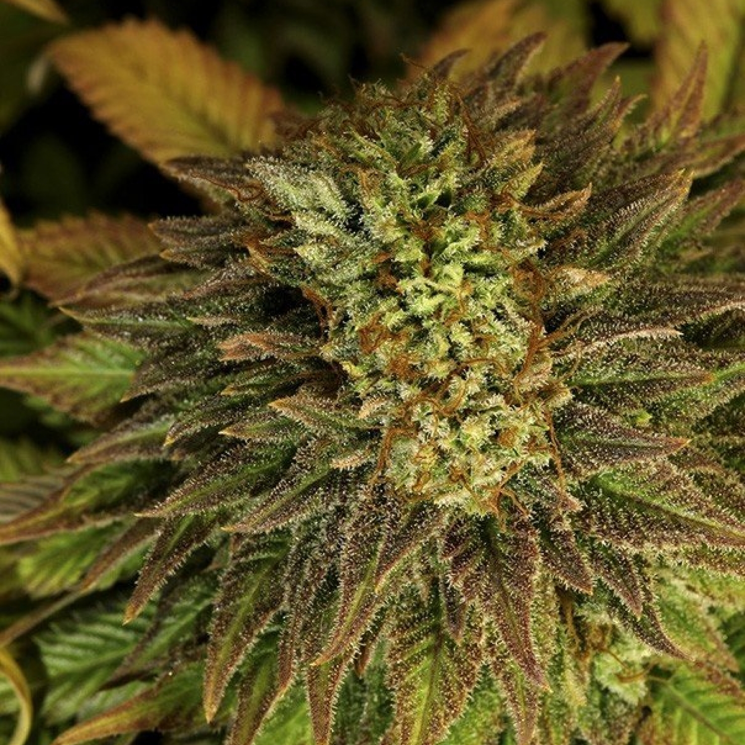 Wedding Cake Feminized / PEV Seeds strain info - GrowDiaries