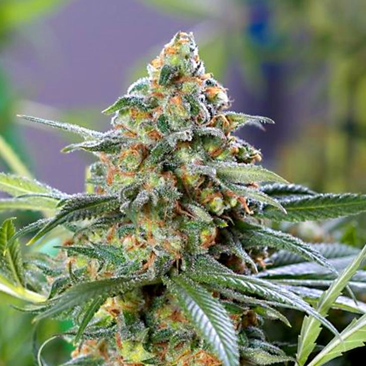 Divine Og Kush Strain Info Divine Og Kush Weed By Divine Seeds