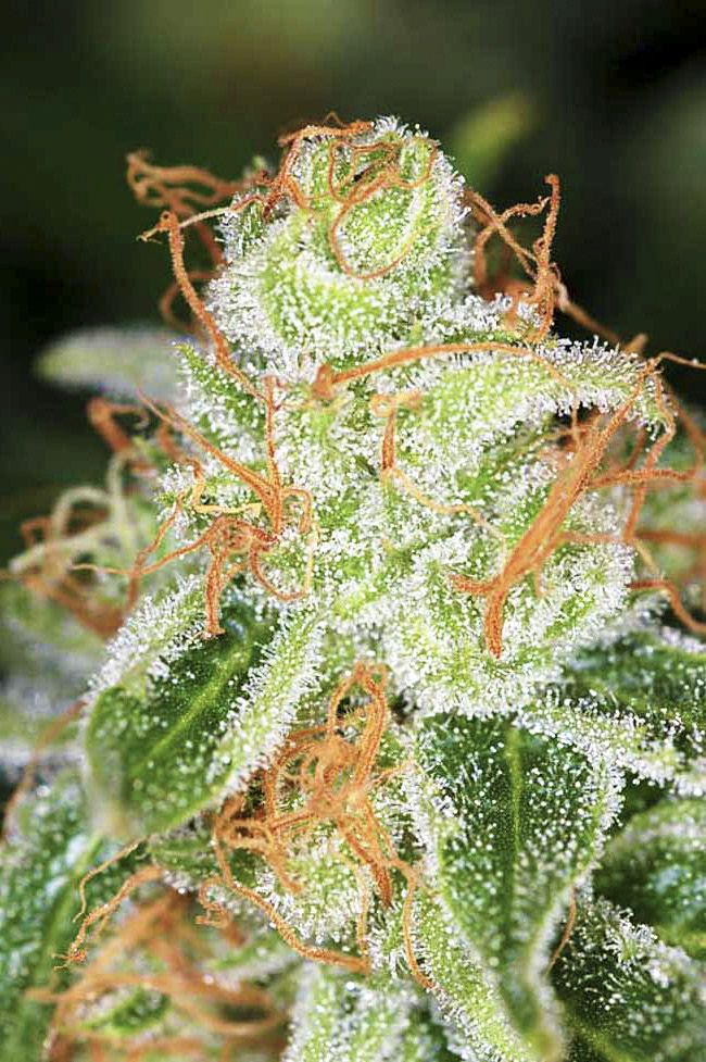 hindu-kush-strain-info-hindu-kush-weed-by-divine-seeds-growdiaries