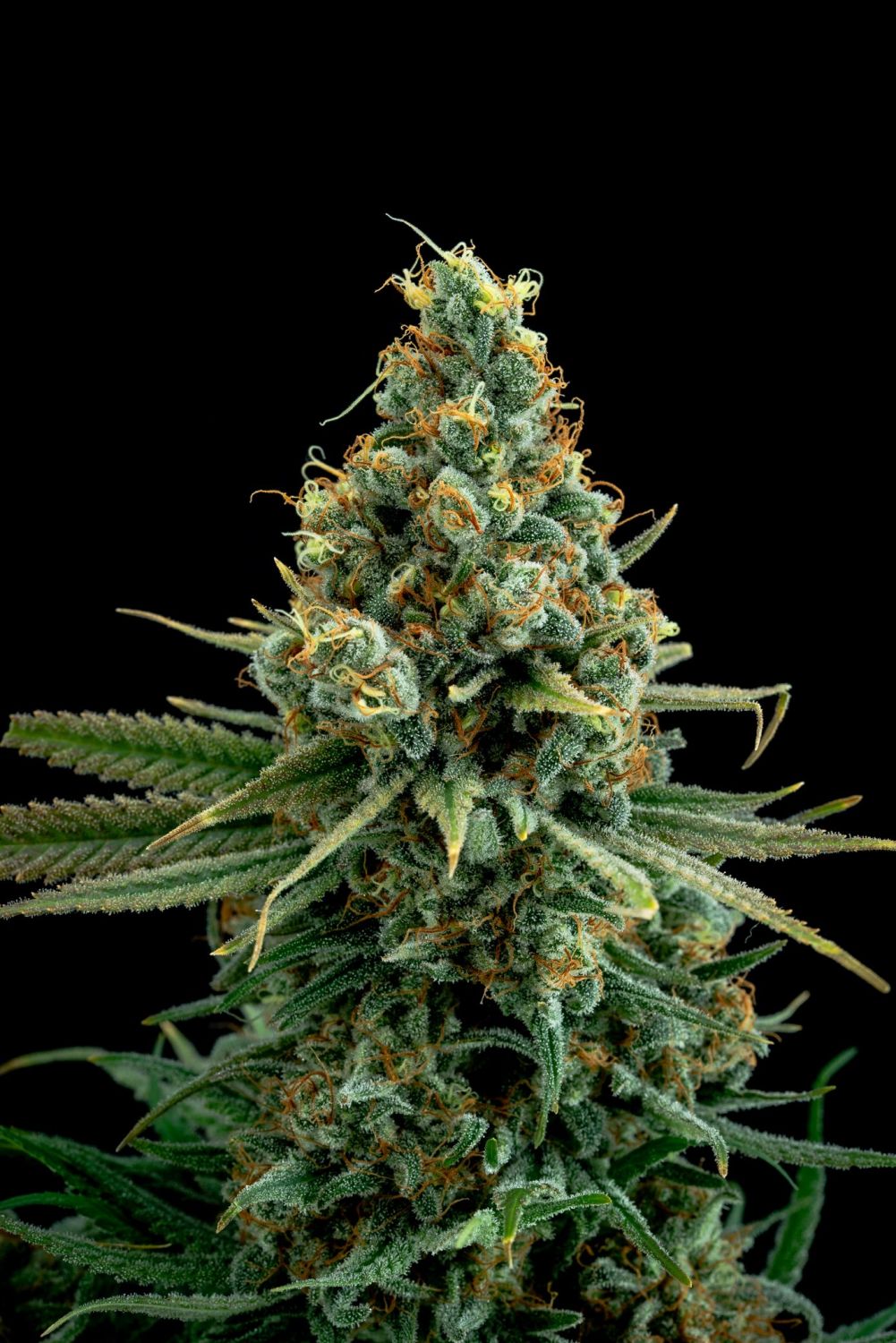 Sour Patch Kiss Strain Info / Sour Patch Kiss Weed By Elev8 Seeds GrowDiaries