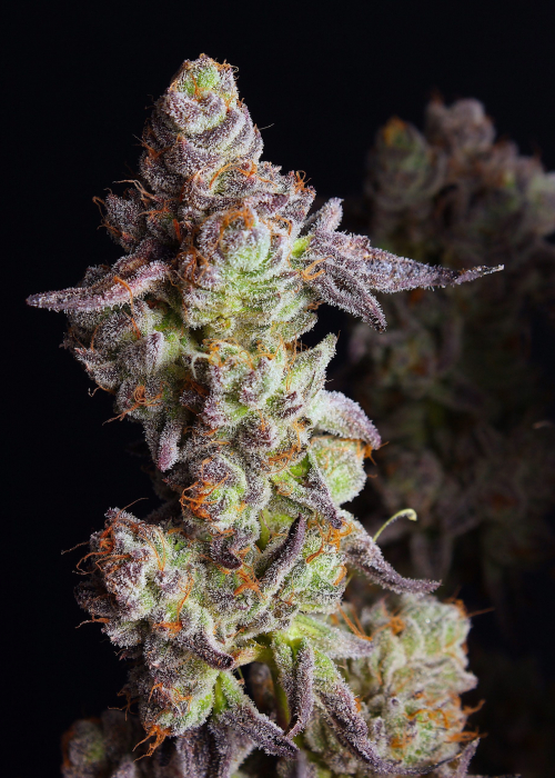 Head Cake / Elev8 Seeds strain info GrowDiaries