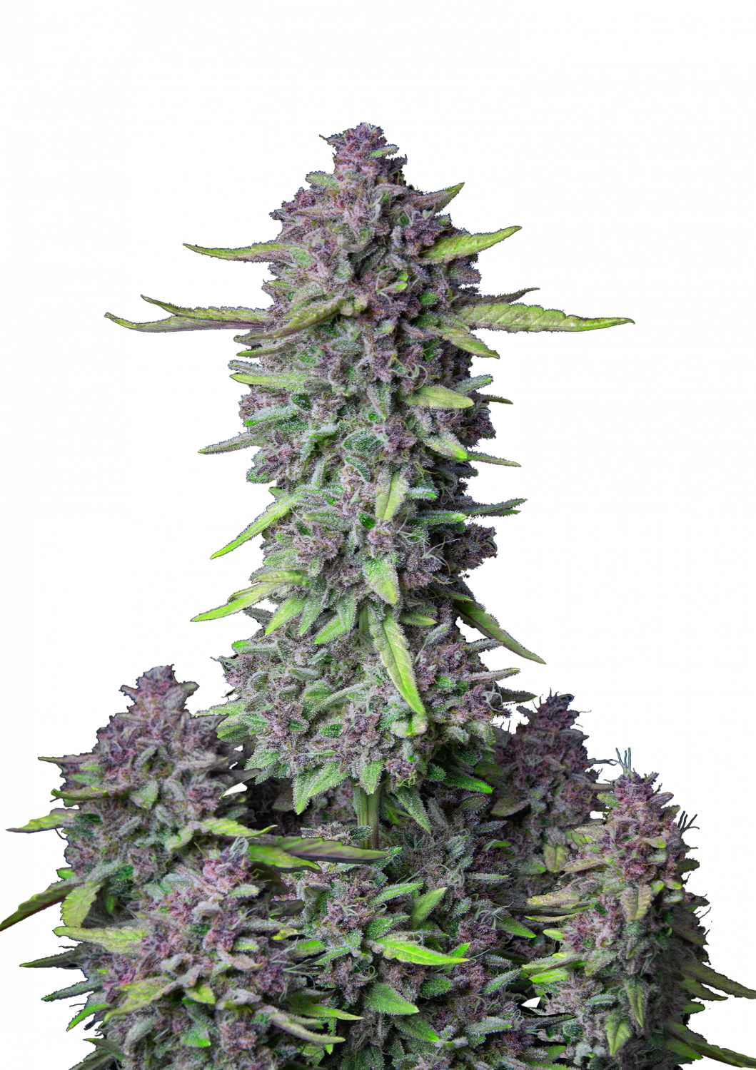Buy Purple Punch *Exotic* Online - greenrush Delivery