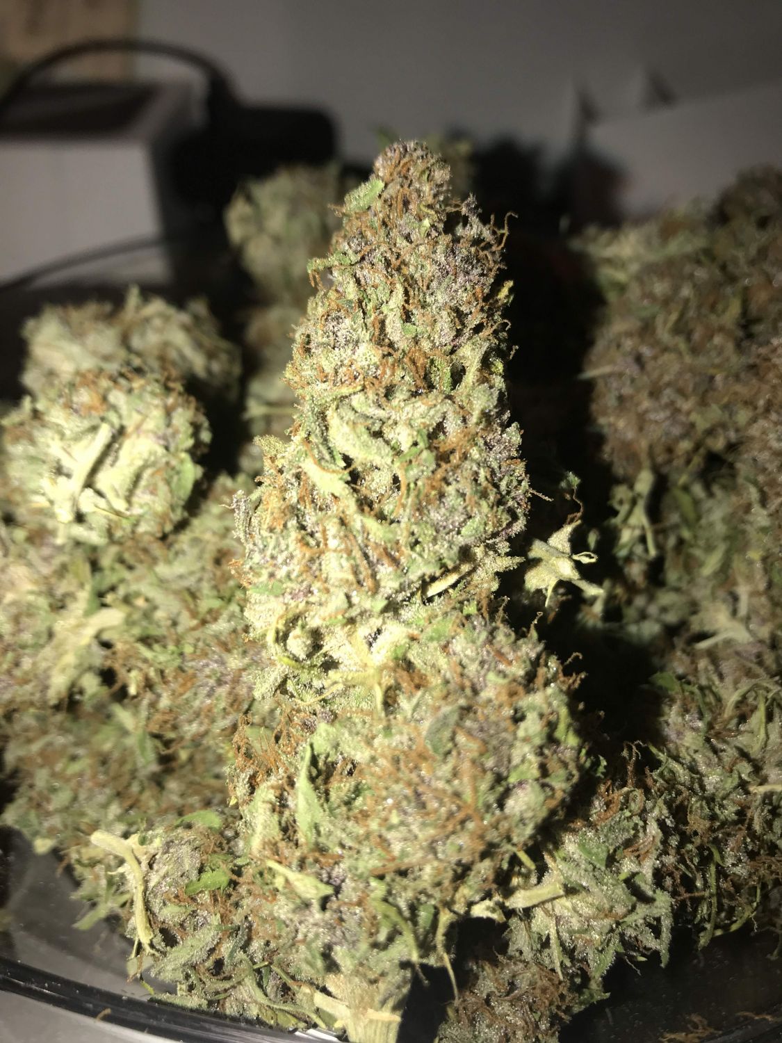 Zkittlez Strain Info / Zkittlez Weed By ILGM GrowDiaries