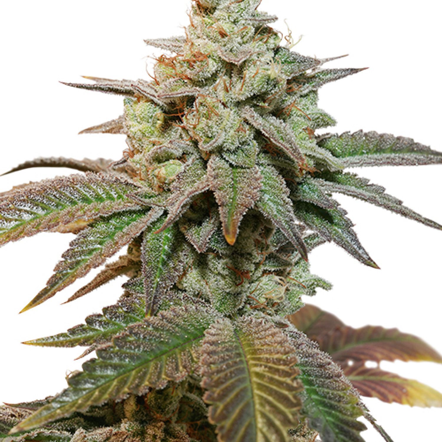 Auto Kerosene Krash Strain Info / Auto Kerosene Krash Weed By Dutch