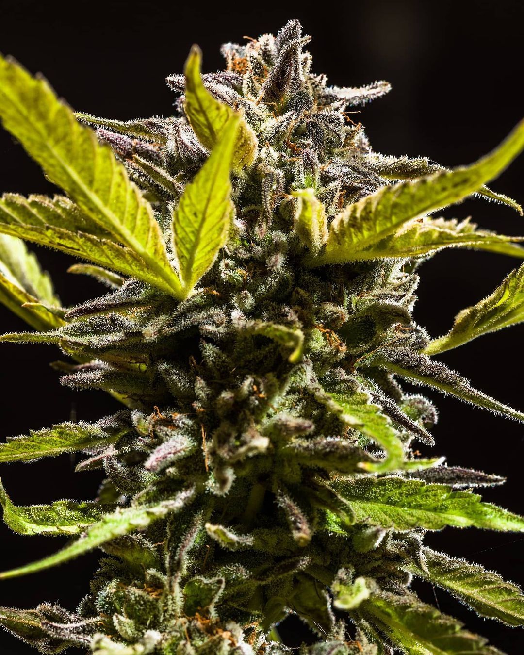 Divine Storm Strain Info Divine Storm Weed By In House Genetics