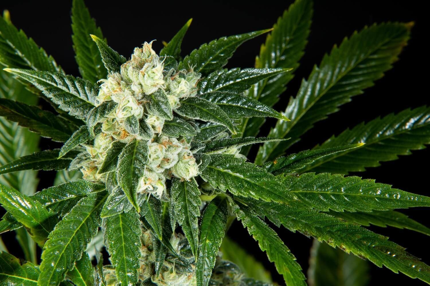 Animal Cookies x Animal Cookies Strain Info / Animal Cookies x Animal