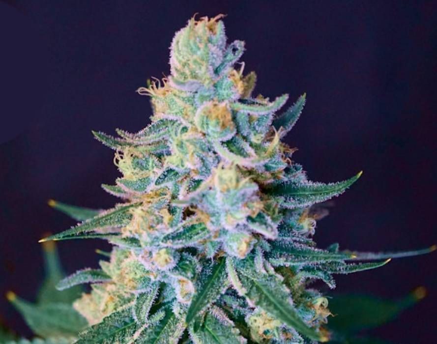 Creamsicle Strain Info / Creamsicle Weed By Jungle Boys GrowDiaries
