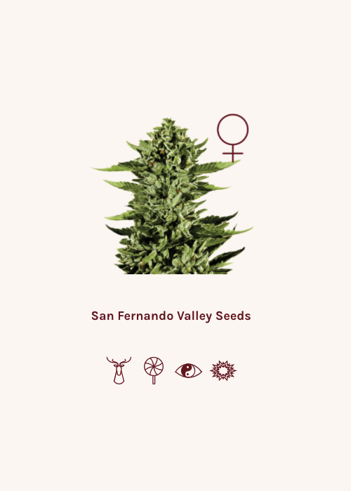 SAN FERNANDO VALLEY Strain Info / SAN FERNANDO VALLEY Weed By Super