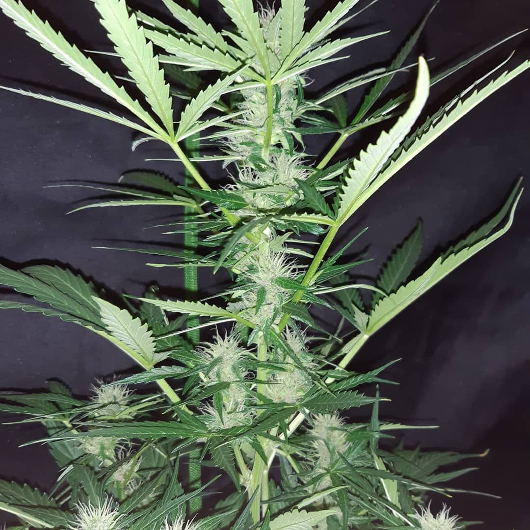 Banana Kush Cake Feminized Strain Info / Banana Kush Cake Feminized