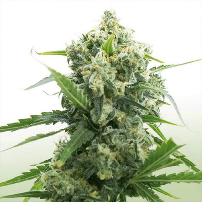 Banana Kush Auto Strain Info / Banana Kush Auto Weed By Canuk Seeds