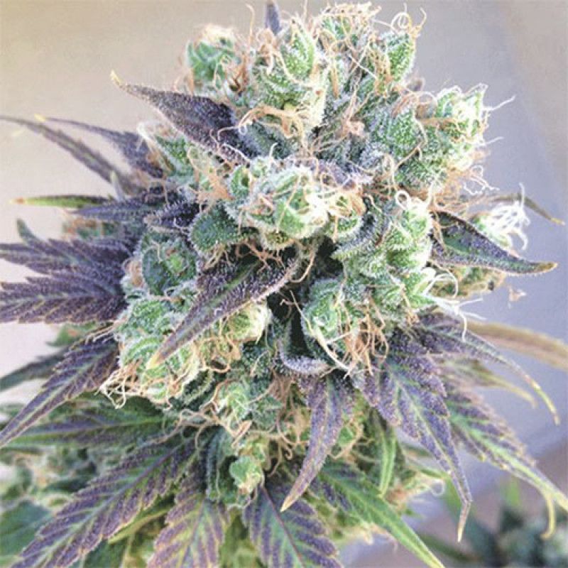 Jelly Bean Regular Strain Info / Jelly Bean Regular Weed By Canuk Seeds