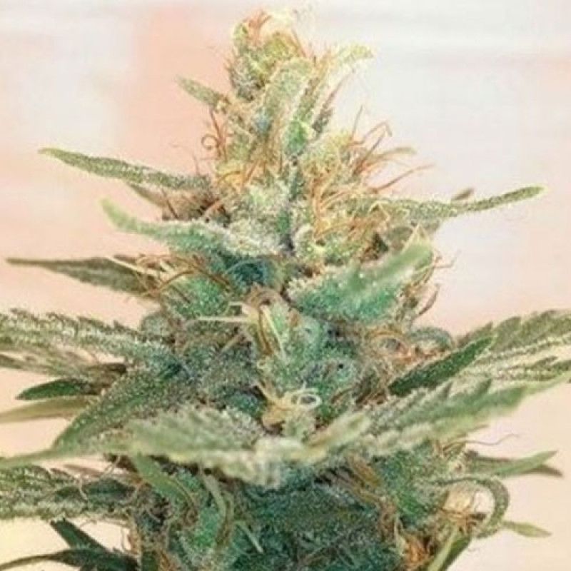 Lemonade OG Feminized Strain Info / Lemonade OG Feminized Weed By Canuk