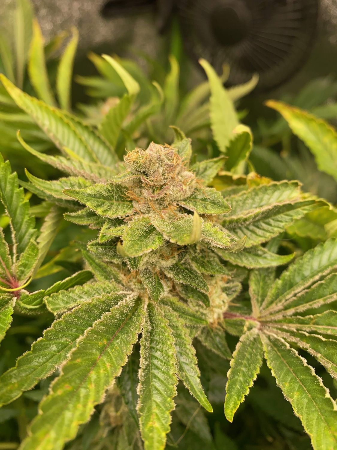 Zkitllez Glue Strain Info / Zkitllez Glue Weed By Canuk Seeds GrowDiaries