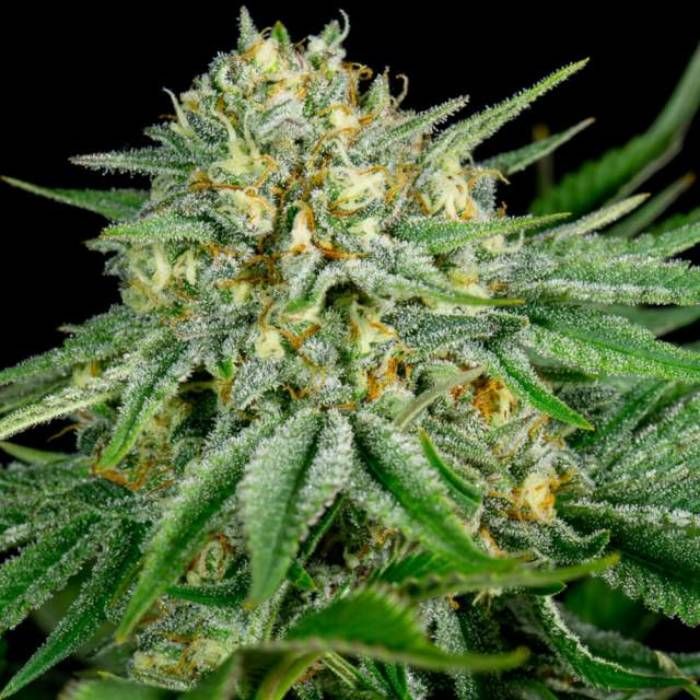 Bubble Kush Strain Info / Bubble Kush Weed By Nirvana GrowDiaries