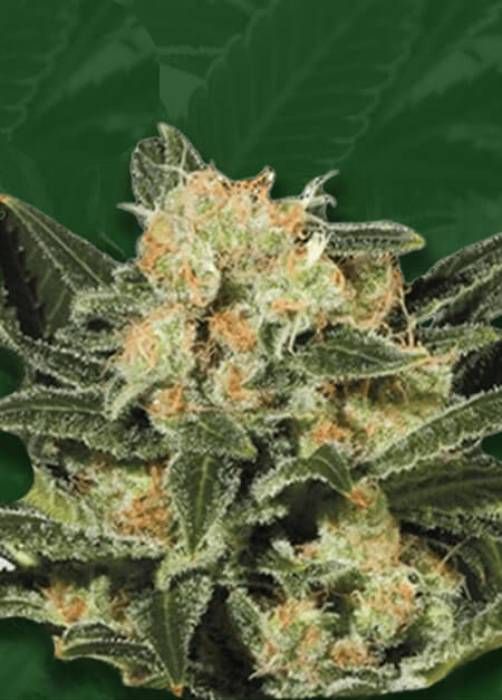 Candy Punch Regular Strain Info / Candy Punch Regular Weed By Crop King