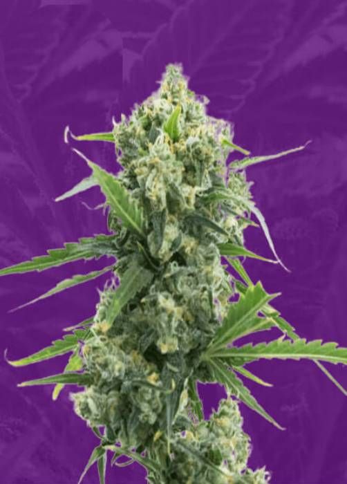 Banana Kush Autoflower Strain Info / Banana Kush Autoflower Weed By
