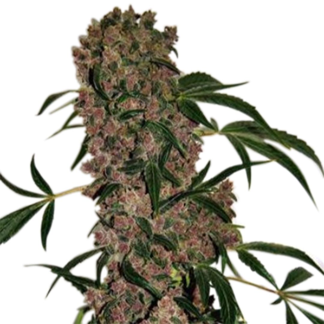 Girl Scout Cookies Extreme Autoflower Strain Info / Girl Scout Cookies