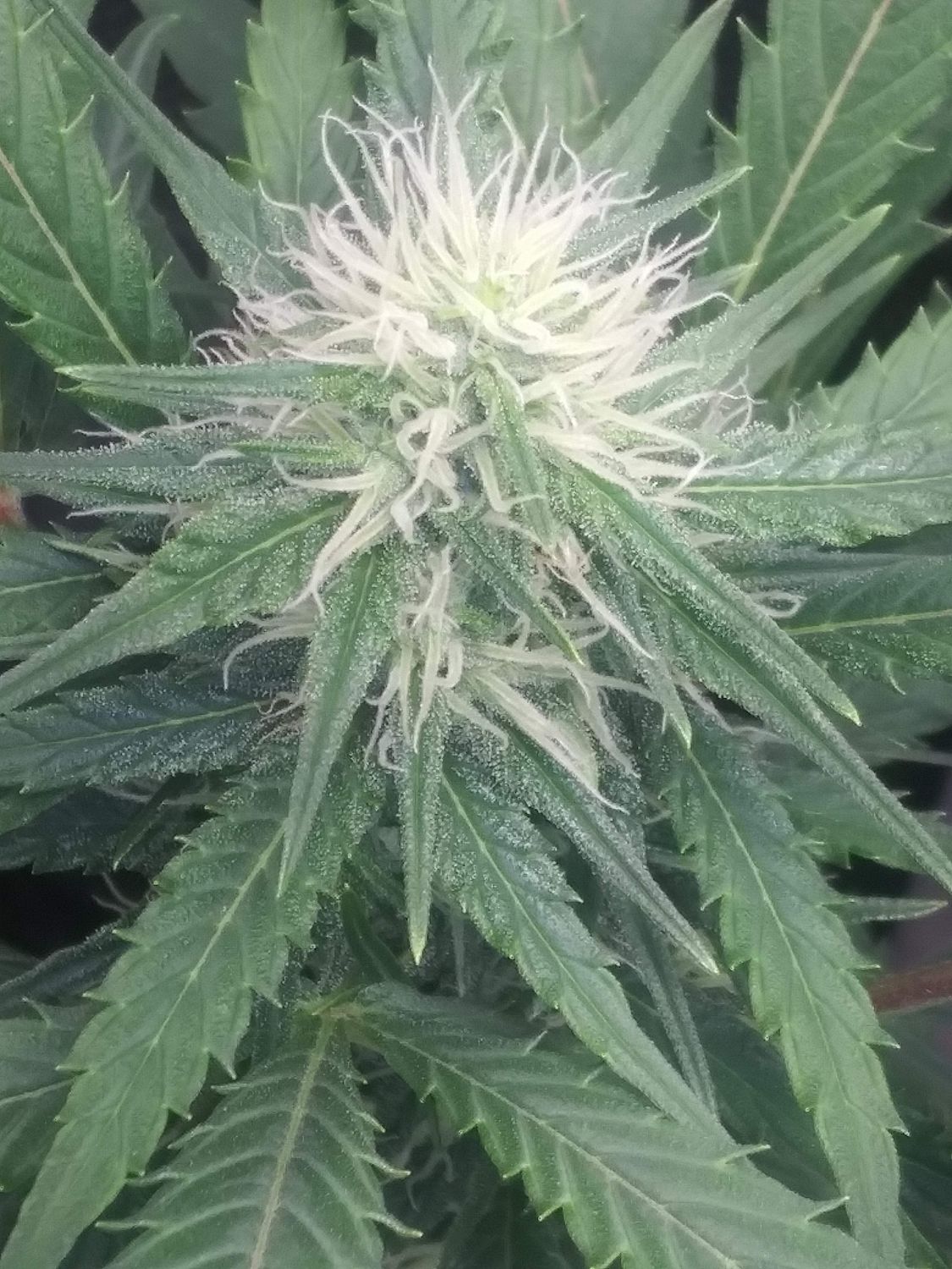 Wedding Cake Strain Info / Wedding Cake Weed By ILGM GrowDiaries