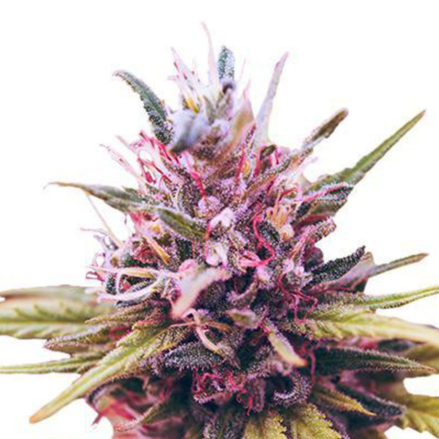 What exactly is Skunk Weed otherwise Skunk Marijuana?